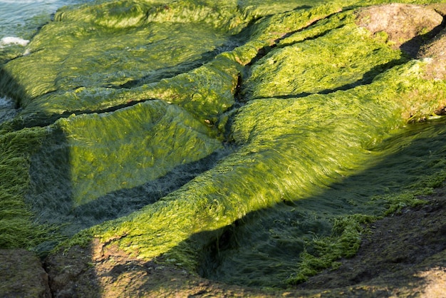 Formações rochosas naturais e piscinas no fundo do mar cobertas por algas e erodidas pelo mar à luz do sol da tarde no verão