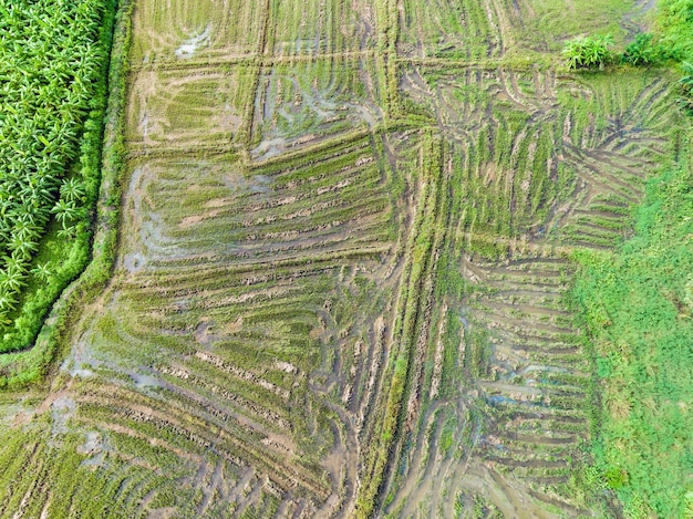 Formas geométricas abstractas del campo de arroz después de la cosecha en el norte de Tailandia