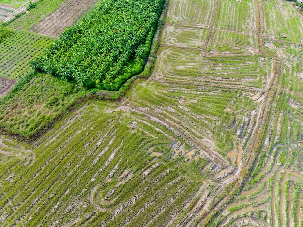 Formas geométricas abstratas do campo de arroz após a colheita no norte da Tailândia