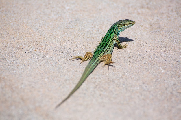 Formentera-Eidechse Podarcis pityusensis formenterae