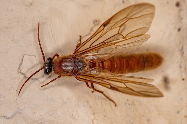 Formiga alada macho adulto da subfamília Dorylinae