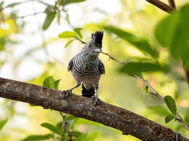 Formiga-barrada-macho brasileira da espécie Thamnophilus doliatus ssp. difficilis