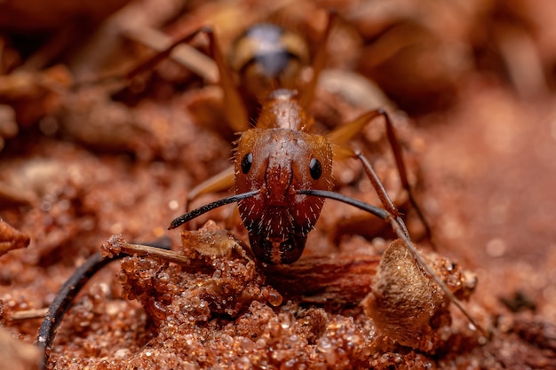 Formiga-carpinteira adulta do gênero Camponotus