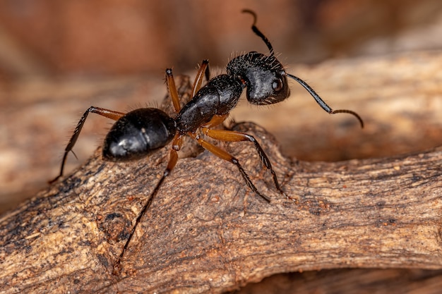 Formiga-carpinteira adulta do gênero Camponotus