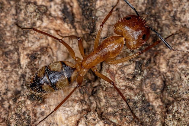 Formiga-carpinteira adulta do gênero camponotus