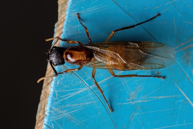 Foto formiga-carpinteira adulta do gênero camponotus