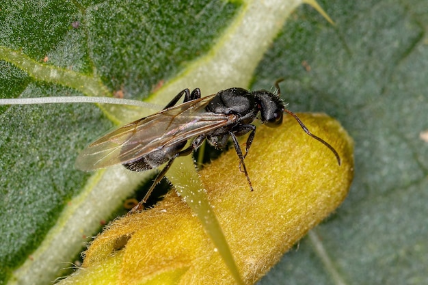 Formiga-carpinteira alada fêmea adulta do gênero Camponotus