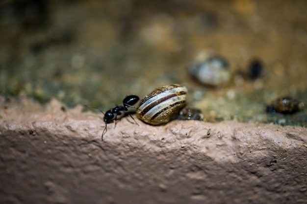 Formiga com caracol em foto macro