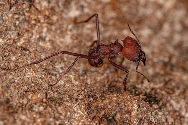 Formiga-cortadeira Atta adulta do gênero Atta