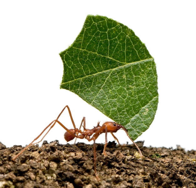 Formiga cortadora de folhas, Acromyrmex octospinosus, carregando o íon de folha branco isolado