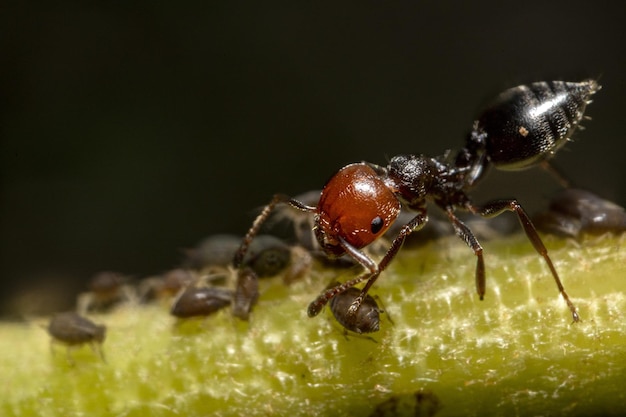 Formiga Crematogaster scutellaris com pulgões