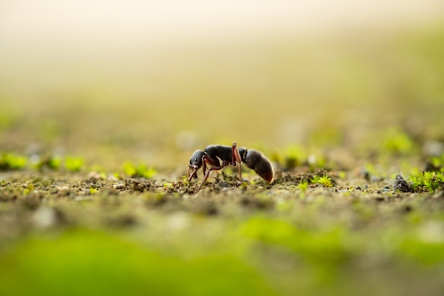 Formiga de tiro macro no chão