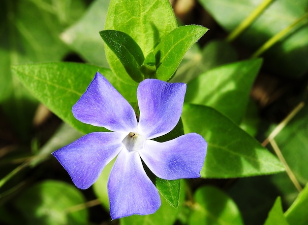 Formiga dentro de uma flor roxa