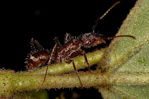 Formiga ectatommina fêmea adulta do gênero ectatomma