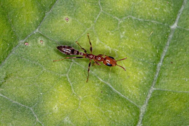 Formiga-galho fêmea adulta do gênero Pseudomyrmex