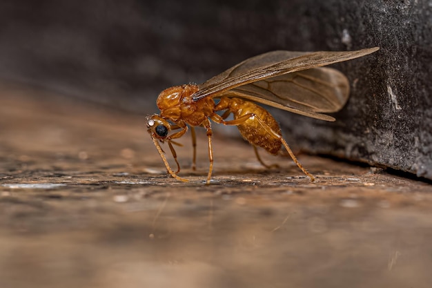 Formiga Ladra Alada Macho Adulto