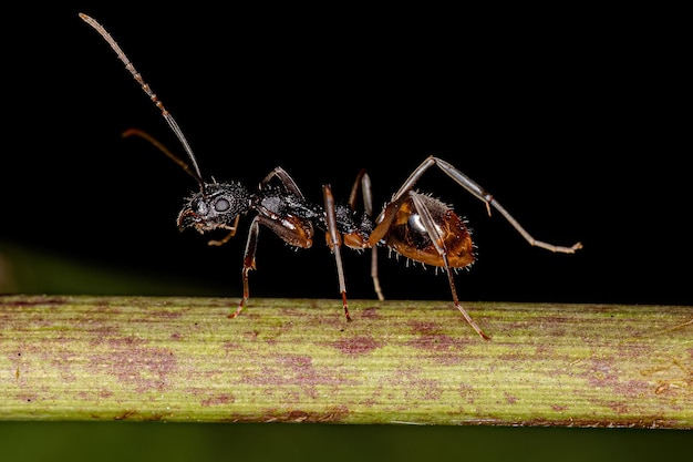 Formiga odorífera adulta