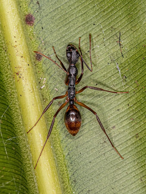 Formiga odorífera adulta