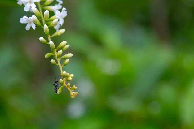 Formiga preta andando na flor