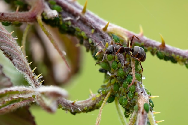 Foto formiga preta caçando pulgões grande grupo de insetos em galhos de blackberry horizontal macro natureza fotografia espaço de cópia