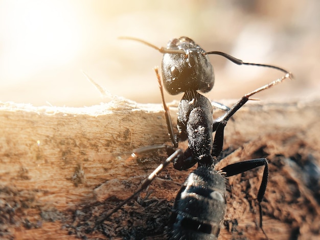 Formiga preta grande rastejando em insetos de macroshoot de árvore