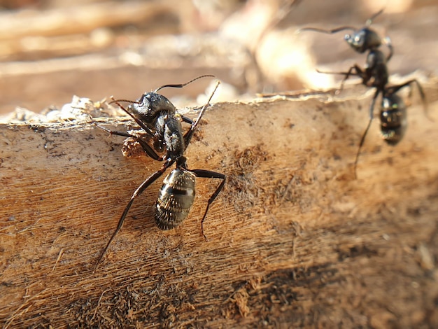 Formiga preta grande rastejando em insetos de macroshoot de árvore