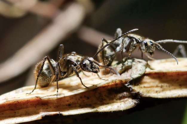 formiga selvagem close-up