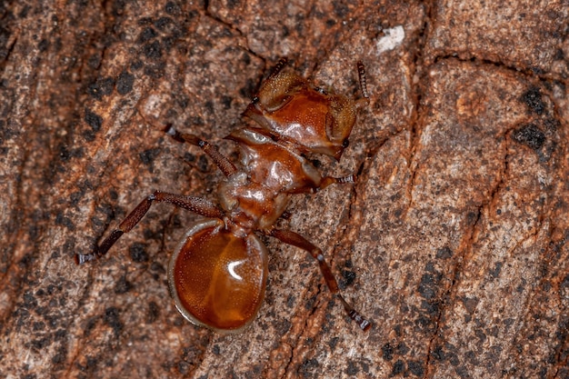 Formiga tartaruga amarela adulta do gênero cefalotes