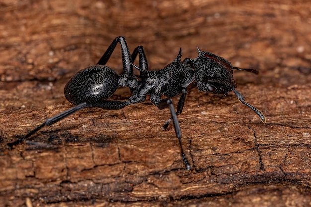 Formiga tartaruga gigante fêmea adulta