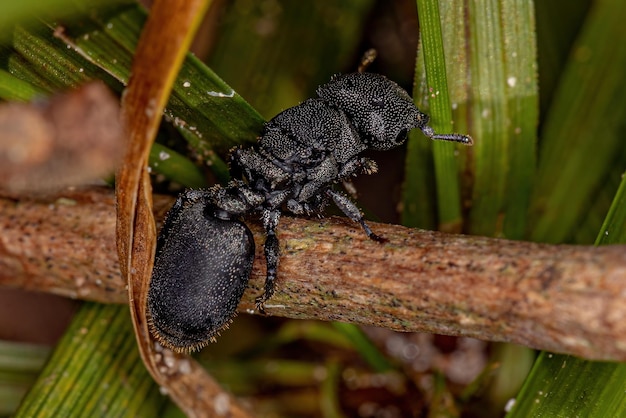 Formiga-tartaruga-rainha-preta adulta do gênero Cephalotes