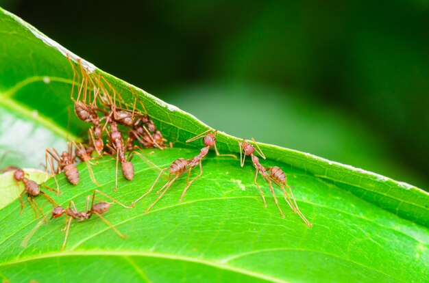 Formiga tecelã ou formiga verde (Oecophylla Smaragdina), close-up de um pequeno inseto trabalhando juntos para construir o ninho usando a boca e a perna para agarrar a folha. Trabalho em equipe milagroso de animais na natureza