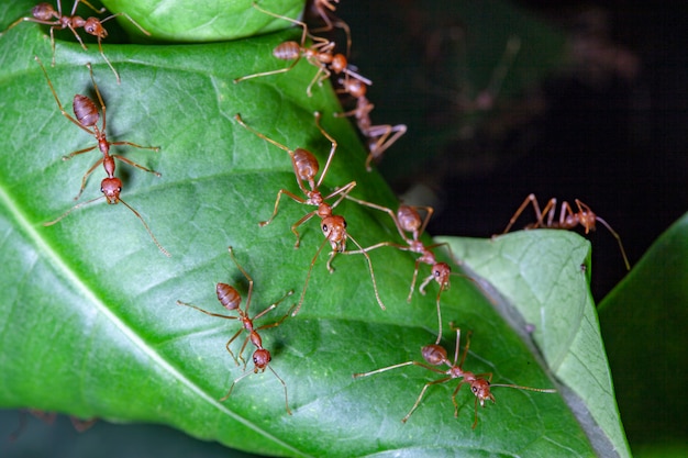 Formiga vermelha de grupo na folha verde