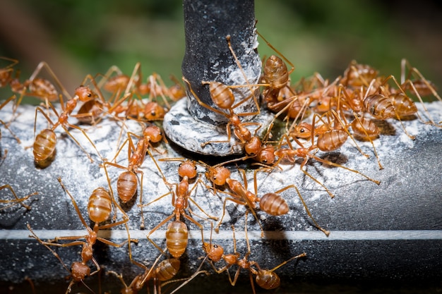 Foto formiga vermelha está bebendo vazamento de água do aspersor na fazenda