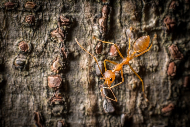 Foto formiga vermelha macro na árvore