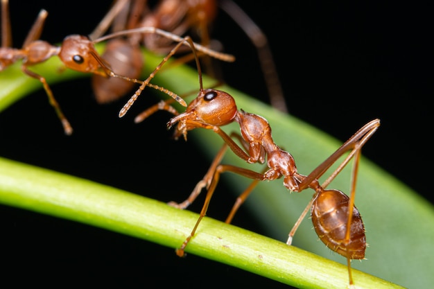 Foto formiga vermelha macro nas folhas