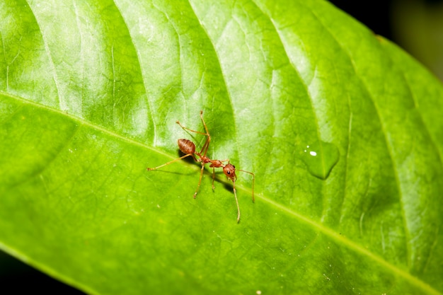 Formiga vermelha na folha verde na natureza na Tailândia