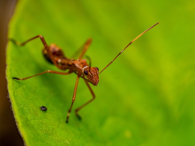 Formiga vermelha na folha verde