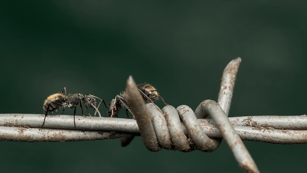 Formigas andando em arame farpado