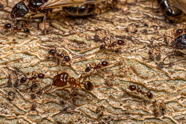 Foto formigas cabeçudas fêmeas adultas