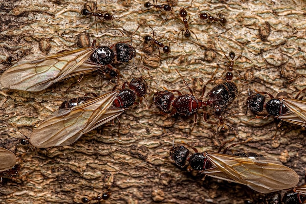 Foto formigas cabeçudas fêmeas adultas