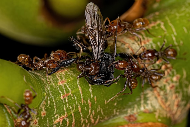 Formigas Cecropia adultas