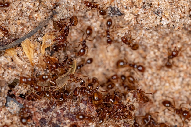 Formigas de fogo adultas do gênero Solenopsis