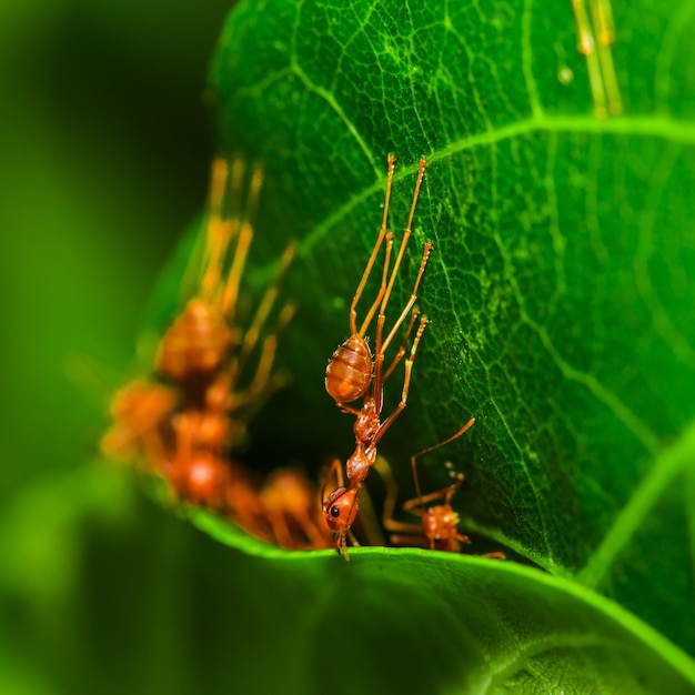 formigas de trabalho em equipe construindo ninho