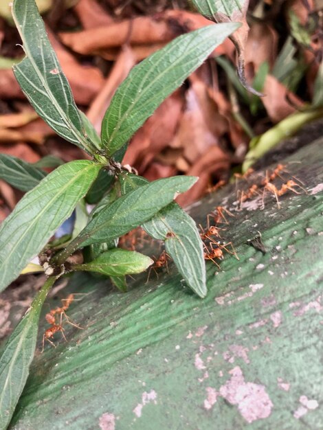 Foto formigas debaixo de plantas