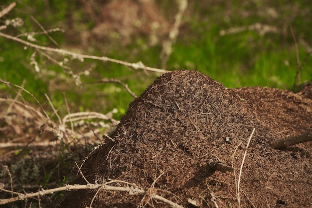 Formigas fazem ninhos na floresta Um grande formigueiro na floresta Uma casa para formigas em um ambiente natural