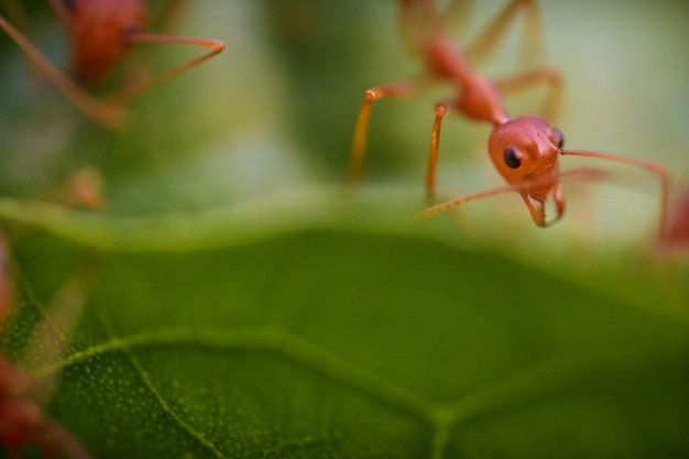 Formigas macro em folhas verdes