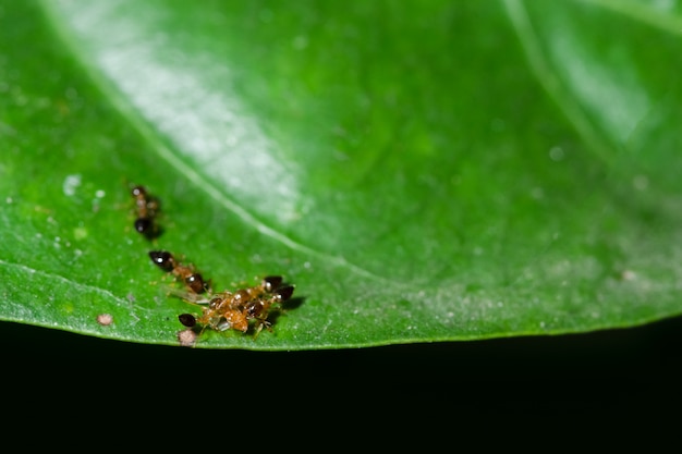 Formigas Macro em Plantas