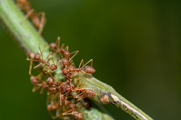 Formigas Macro em Plantas