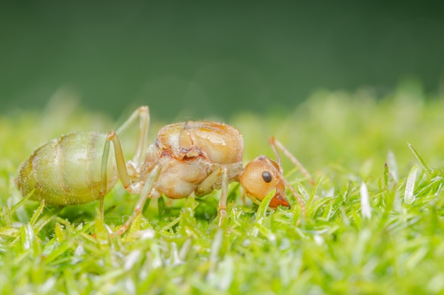 Formigas macro em plantas