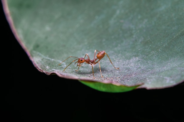 Formigas na folha